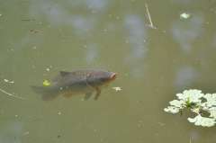 Cyprinus carpio